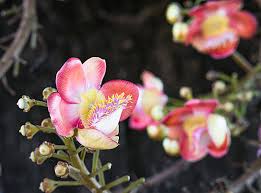 Image result for Lecythidaceae