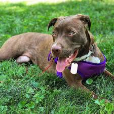 The perfect diet for your pitbull puppy should mostly be dry kibble that's formulated especially for puppies. Furry Friends Foster And Rescue Inc