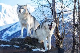 Don't forget to download your alaska vacation planner today. Alaska Wildlife Conservation Center Visit Real Alaskan Wildlife