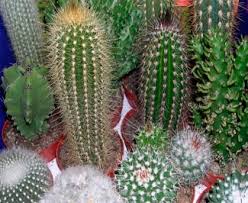 Índice cómo cuidar un cactus otras plantas que dan mala suerte tampoco debes tenerlos dentro de casa, por lo que lo mejor es colocarlos en alguna terraza o. Cuidados Del Cactus En Invierno Blog Patricia Lopez Diseno Floral