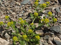 Image result for Lepidium bonariense