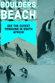 Small designer tote bag with pocket, shoulder straps, photographs of penguins and the cape of good hope in africa. Things To Do In Cape Town South Africa