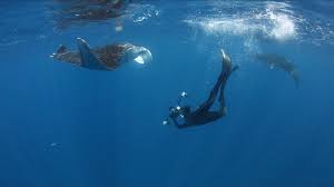 Image result for Maerua andradae