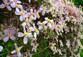 Une plante grimpante peut se cultiver en pot ou en pleine terre. Les 8 Meilleures Plantes Grimpantes Parfumees Gamm Vert