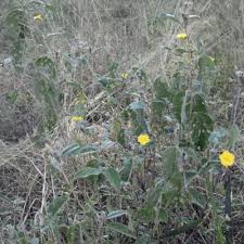 Image result for Melhania acuminata