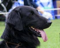 Adopt chevy & bow a labrador retriever, chow chow. Flat Coated Retrievers Janedogs