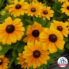 Image result for Rothia hirsuta