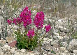Image result for Antirrhinum
