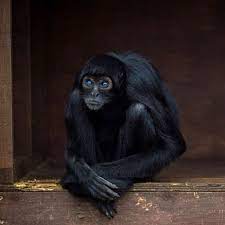 Pin By Ellen Springer On Animales En El Planeta Spider Monkey Nature Animals Rare Animals