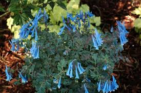 Image result for Blotiella currorii