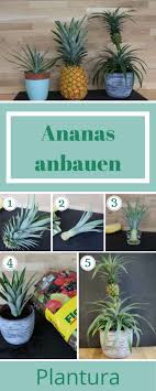 Ananas Anpflanzen Vermehrung Anbau Anleitung Diy Garten Ideen Amp A Amp A Ananas Einpflanzen Ananas Pflanzen Pflanzen