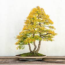 What's the first word that comes to mind when you see this tree? #bonsai  #bonsaitree