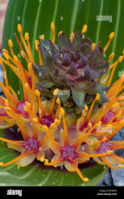 Image result for Daubenya