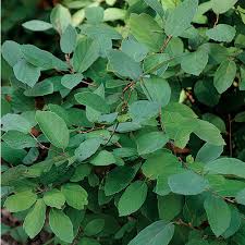 In colder zones, low winter temperatures can kill the top growth to the ground. Blue Beard Blue Mist Shrub Finegardening