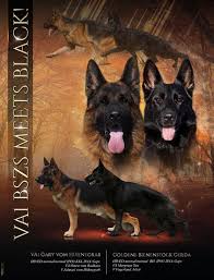 Black And Red German Shepherd Puppies For Sale In Nj Va1 Bszs Gary Vom Huhnegrab Puppies For Sale 7 Puppies For Sale Corgi Puppies For Sale Whippet Puppies