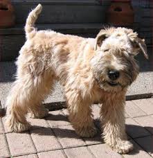 Soft Coated Wheaten Terrier Soft Coated Wheaten Terrier Wheaten Terrier Wheaton Terrier Soft Coated