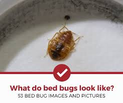 Bed bugs are insects from the genus cimex that feed on human blood, usually at night. What Do Bed Bugs Look Like 53 Pictures Of Bed Bugs Pest Strategies