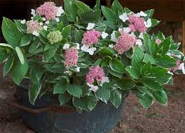 Maybe you would like to learn more about one of these? Find Plants Page 204 Wholesale Nursery Supplies Plant Growers In Oregon Nursery Guide