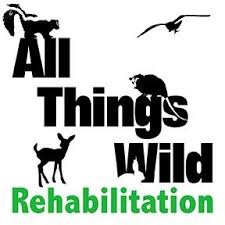 It's mealtime at ATW, and Ozzie is very... - All Things Wild  Rehabilitation, Inc.