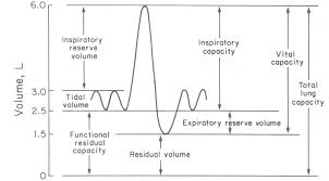 Image Result For Label The Different Lung Volumes And
