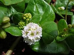Image result for Boerhavia cordobensis