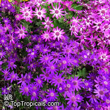 Image result for Pericallis hybrida