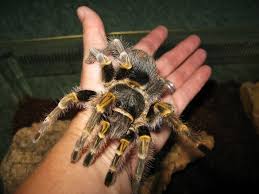 Formerly known as grammostola aureostriata, grammostola pulchripes or the chaco golden knee tarantula is a popular beginner species. Peec Amateur Naturalist Arachnids At Halloween