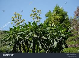 Image result for Solanecio mannii