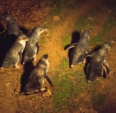 Compact plus alemán © harpercollins publishers 2007: Victoria In Australien Die Parade Der Pinguine Auf Phillip Island Welt