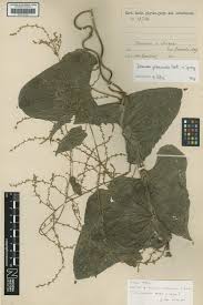 Image result for Dioscorea praehensilis