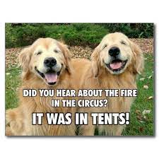 Hidden Funny Golden Retriever Circus Fire Joke Postcard Zazzle Com Dog Jokes Cute Jokes Funny Babies