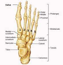 Is there any rehab for metatarsalgia? Foot Fracture 6 Weeks In A Boot Virtual Fracture Clinic
