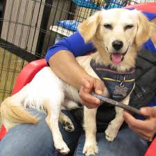 Danville Living CA September 2023 by Danville Living CA