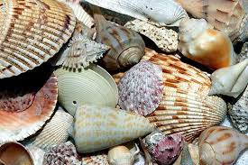 Learn more about shell on our global website. Florida Shell Guide White Sands Beach Resort
