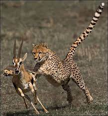 We did not find results for: Food Habits I Love Cheetahs