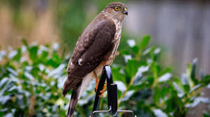 They are members of the same family as kites and eagles. 3 Ways To Keep Hawks Away From Bird Feeders 2021 Bird Watching Hq