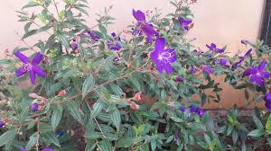 Image result for Melastomastrum