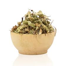 Image result for Lycopodium clavatum