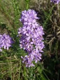 Image result for Selago lacunosa