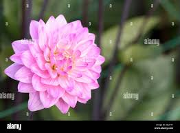 Dahlia melody hi-res stock photography and images - Alamy