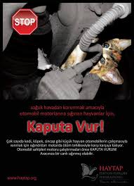 kaputa vur www haytapshop com www haytap org hayvan haklari hayvan hayvanlar