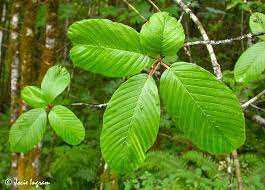 Cascara Tree Leaves Plant Leaves Plants Tree Leaves