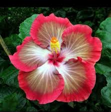 Pin On Jardin De Hibiscus