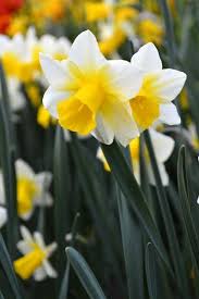 Pin On Daffodils By Dutchgrown Fall Planting For Spring Pleasure