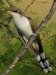 Birds Native To Georgia Usa Yellow Billed Cuckoo Georgia And Florida And In Our Yard Cuckoo Birds Bird Species