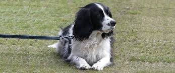 These are the best cooking oils for diabetics to. Top 5 Best Dog Foods For Diabetic Dogs Daily Dog Stuff