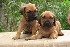 Muitas delas foram criadas na busca por cachorros que correspondessem a características físicas específicas e com uma personalidade adequada à função que deveriam desempenhar. Nomes Para Cachorro Fila 151 Opcoes Inspiradoras Para Machos E Femeas Adoro Pets