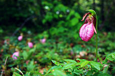 A Botany Year at Boston Nature Center