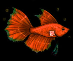 Ikan hiu adalah salah satu jenis hewan yang tertua. Cara Menggambar Ikan Hias Cupang Cilacap Klik