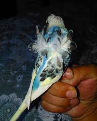 muhabbet kusu ankara on instagram iriboy japones bebek yavru isteyene ucar bilgiler icin ozelden yaziniz muhabbet muhabbet kuslari bebek yavru papaganlar